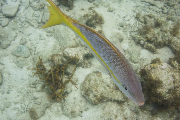 Yellowtail snapper zwemt rond rif — Stockfoto