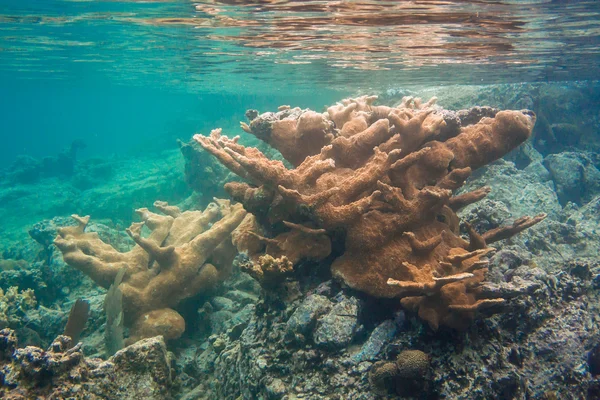 Elkhorn Coral Just Below the Surface — Stock Photo, Image