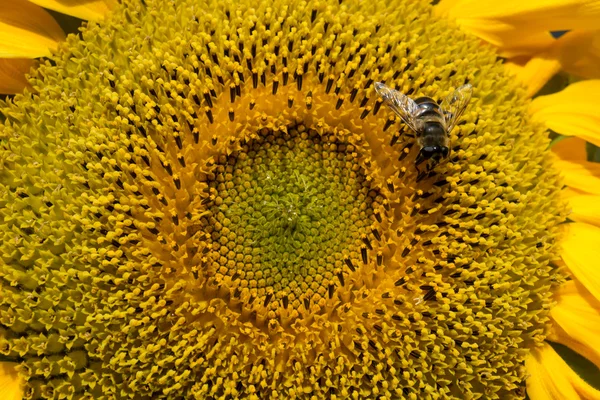 Μέλισσα σε ηλίανθο — Φωτογραφία Αρχείου