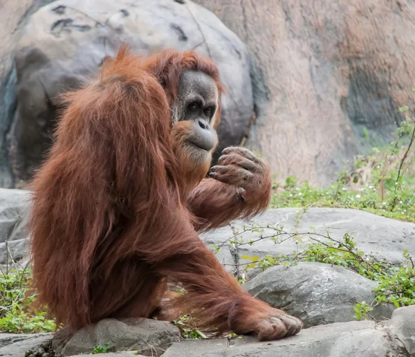 Orangután espiando a la multitud — Foto de Stock