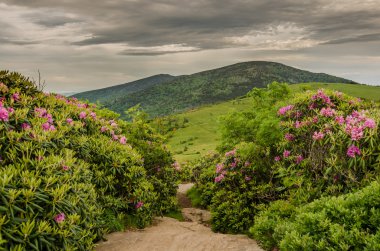 Appalachian iz ormangülü bahçesine doğru keser