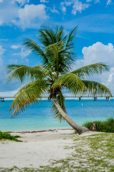 Palmiye ağacı florida Keys — Stok fotoğraf