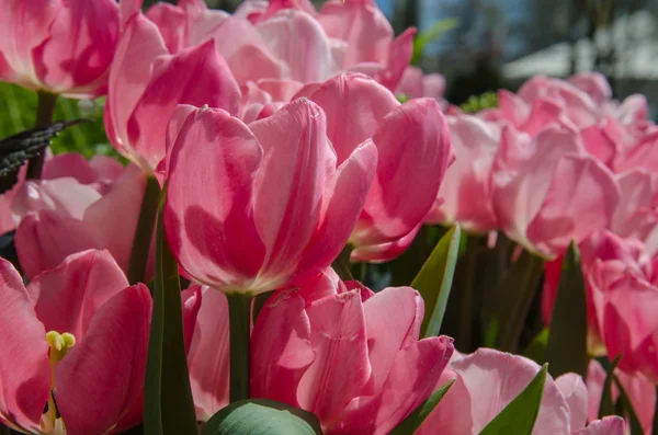Rosa Tulpen im Frühling — Stockfoto