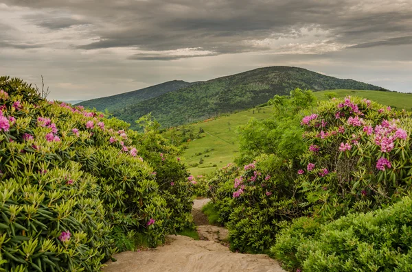 Appalačské trail propluje rhododendron zahrady — Stock fotografie