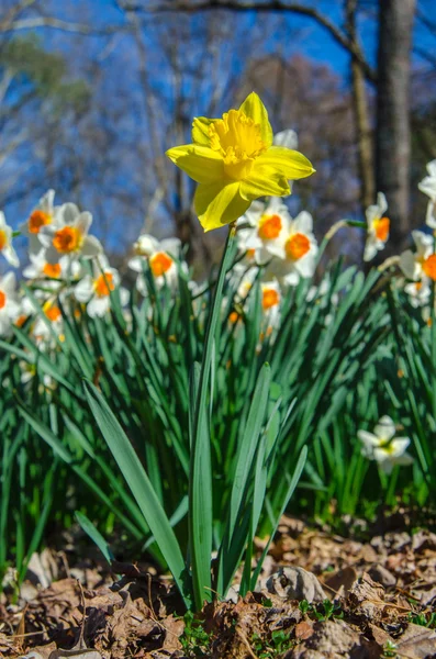 Κίτρινο daffodil κατά λευκό daffodils κάθετη — Φωτογραφία Αρχείου