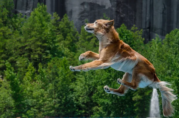 Golden Retriever springt durch die Luft — Stockfoto