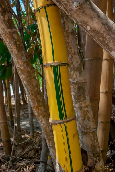 Poussée unique de bambou jaune peint — Photo