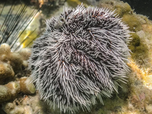 Brown and White Sea Urchin — Stock Photo, Image