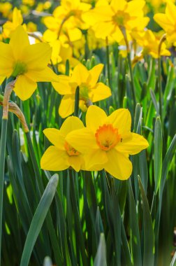 Sarı ve turuncu nergis dikey