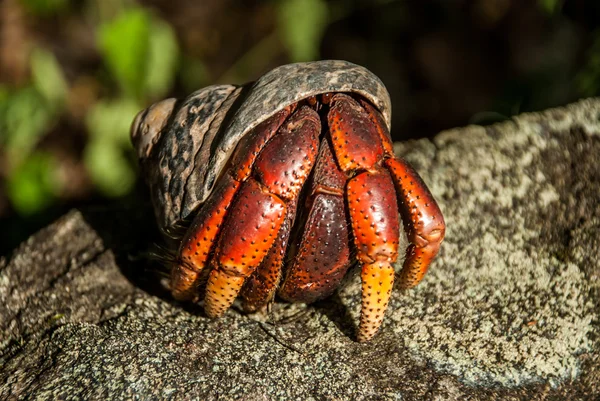 Soldatenkrabbe lugt aus ihrer Schale hervor — Stockfoto