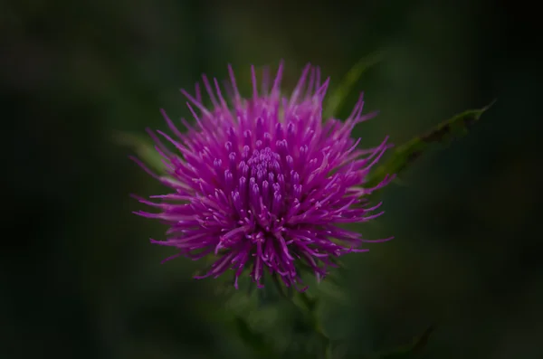 Purple Thistle Flower — Stock Photo, Image