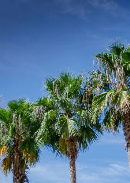 Three Palm Trees — Stock Photo, Image
