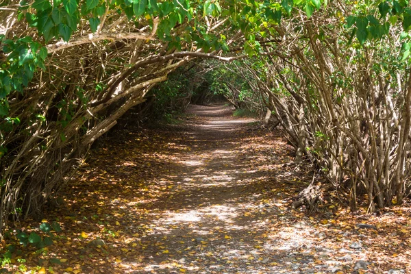 Szlak przez tunel mangrowe — Zdjęcie stockowe