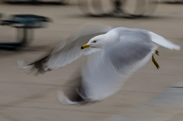 Stedelijke vogel tijdens de vlucht — Stockfoto