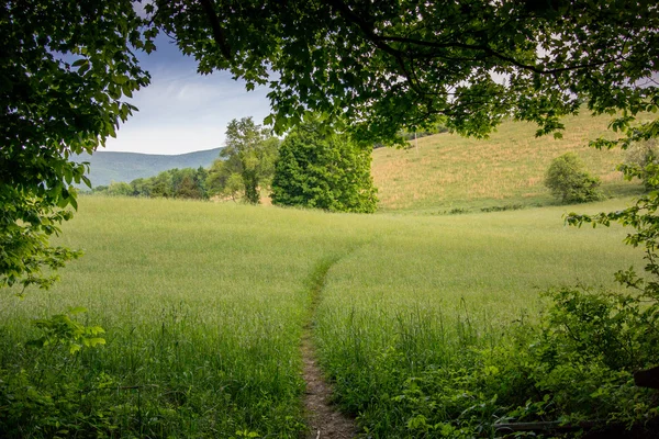 Vista del sendero en campo abierto —  Fotos de Stock