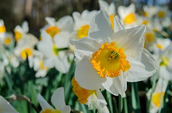 Λευκό και τις Οράγγης Daffodils τοπίο — Φωτογραφία Αρχείου
