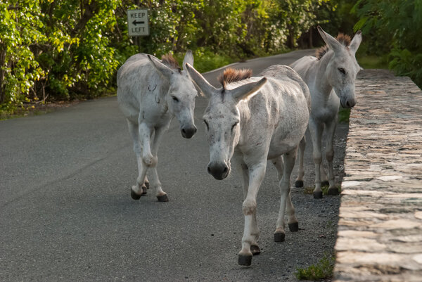 Wild Donkeys in St. John