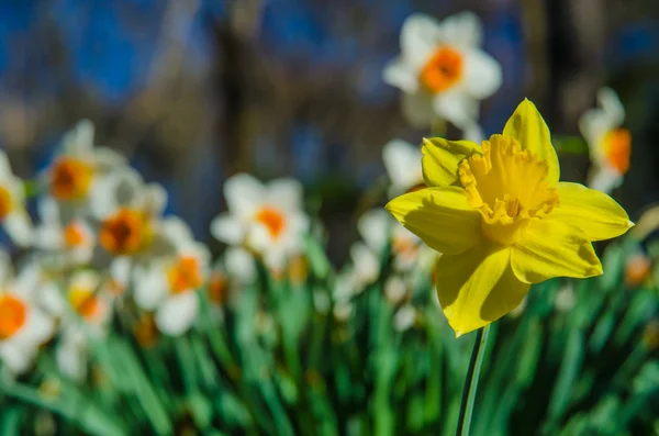 Κίτρινο και λευκό και πορτοκαλί Daffodils — Φωτογραφία Αρχείου