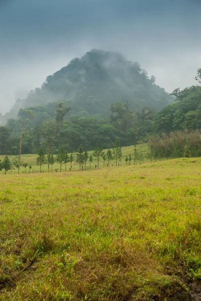 Geel veld met berg in de mist — Stockfoto