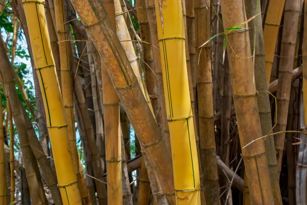 Forêt de bambous jaunes — Photo