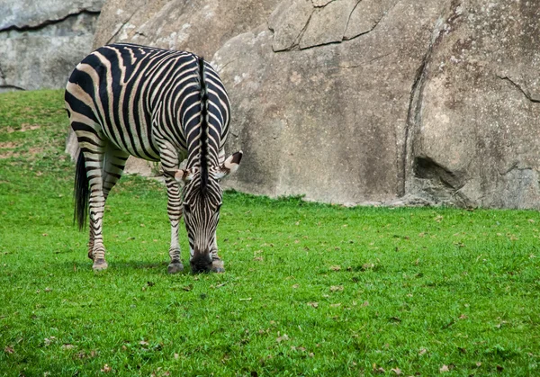 Zebra äta gräs — Stockfoto