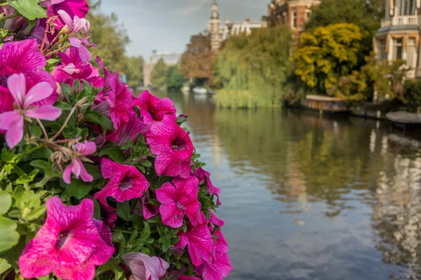 Flowers along canal in Amsterdam — Stock Photo, Image