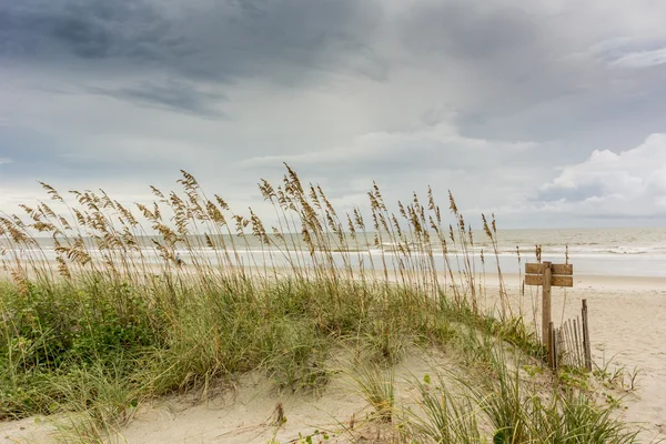 Zee haver op Duin — Stockfoto