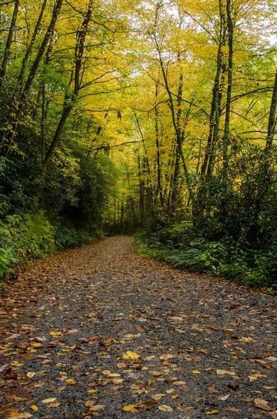 Trail Underneath Changing Leaves — Stock Photo, Image