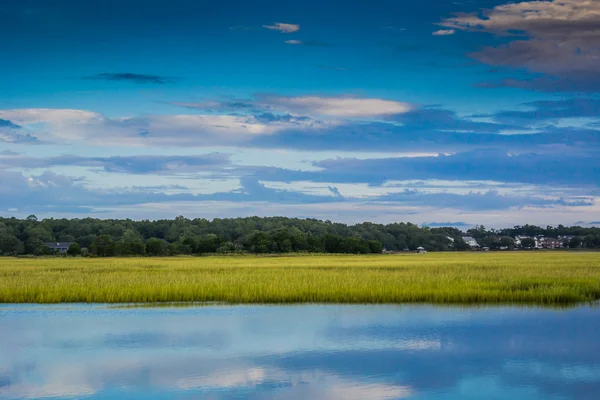 Зеленое болото по утрам — стоковое фото