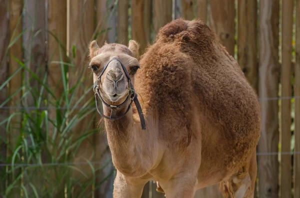 Dromedary kameel — Stockfoto