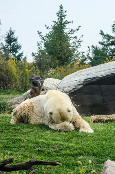 Polar Bear beschaamd — Stockfoto