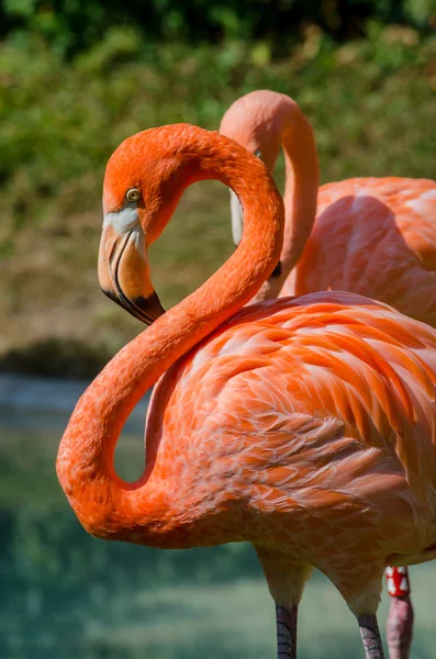 Flamencos rosados — Foto de Stock