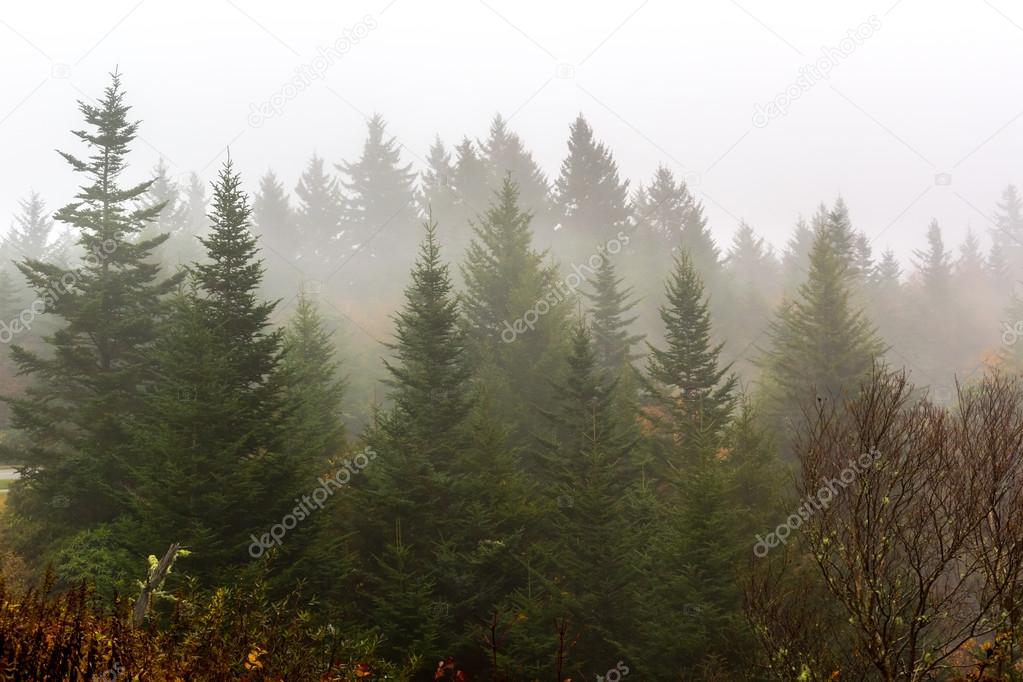 Fog Blowing Through Fir Trees