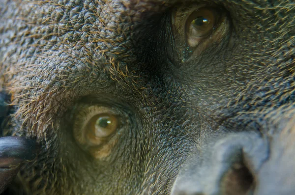 Orang-Utan-Gesicht durch Glasfenster — Stockfoto