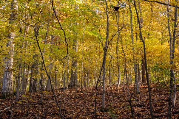 Jungwald im Herbst — Stockfoto