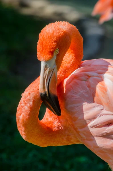 Cara de flamenco rosa — Foto de Stock