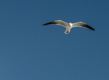 martı mavi gökyüzü