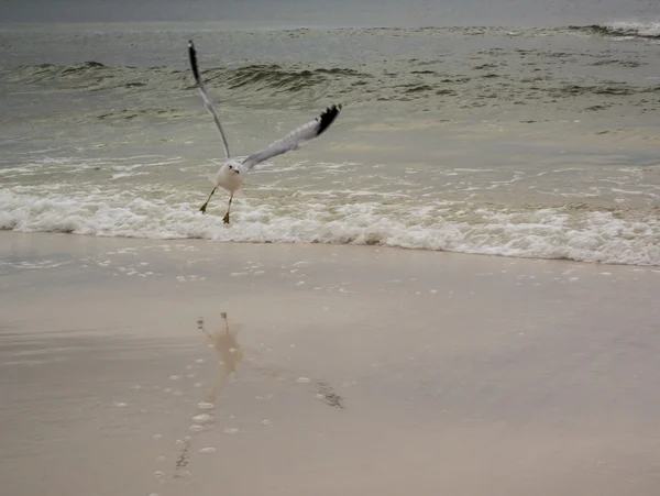 Seagull en reflectie langs de kust — Stockfoto