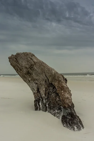 Treibholz am Strand bei stürmischem Himmel — Stockfoto