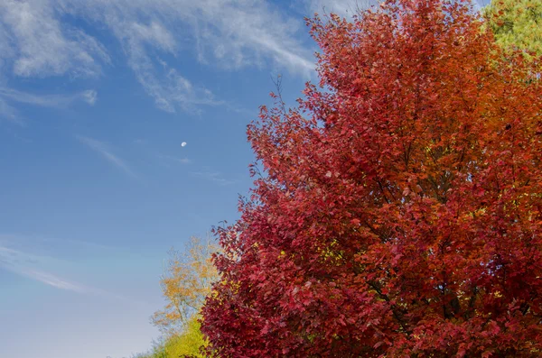 Red Leaves and Blue Sky — Stock Photo, Image