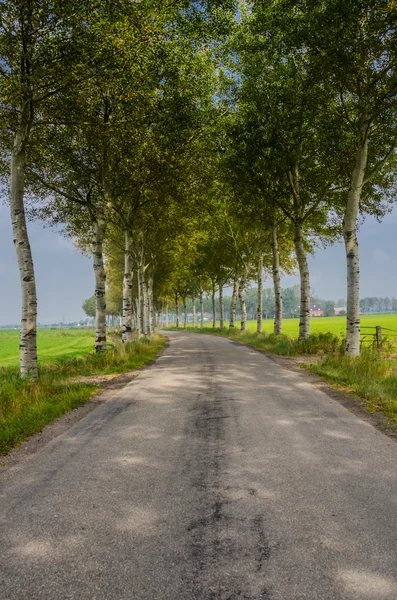 Birch Trees in Netherlands Vertical — Stock Photo, Image