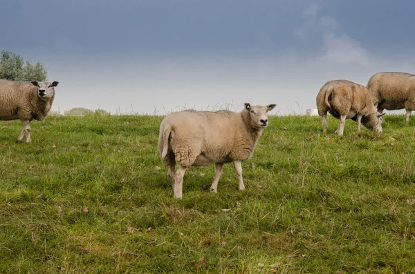 Fåren på rullande jordbruksmark — Stockfoto