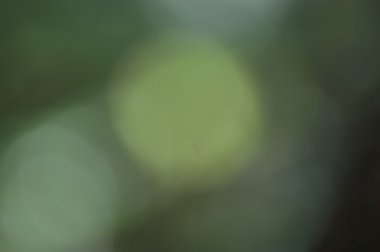 Yeşil bokeh arka plan