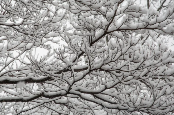 Snow on Branches — Stock Photo, Image