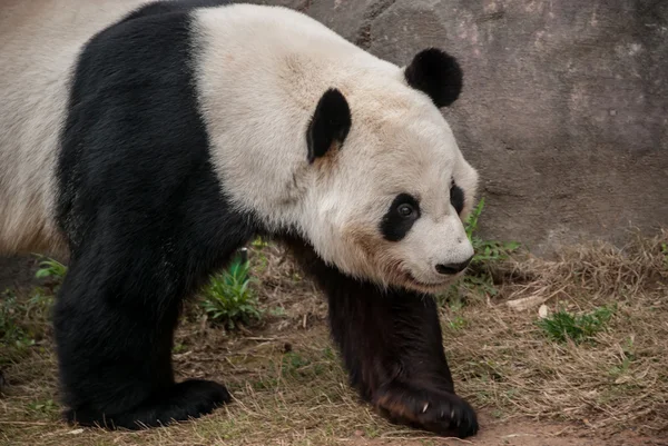 Urso panda andando — Fotografia de Stock