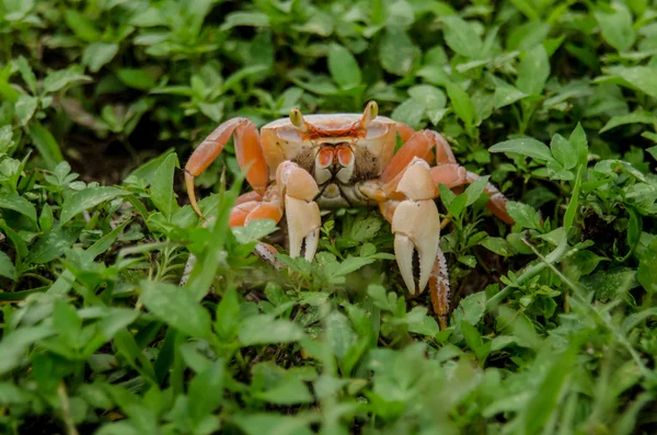 Oranžové krab v zelené plevele — Stock fotografie