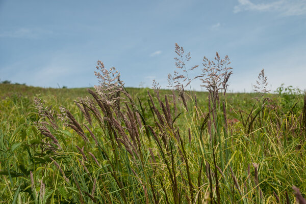 Wild Grasses on a Blue Sky Along the AT