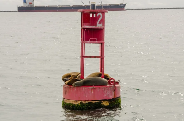 Морские львы обнимаются на буе в гавани Лонг-Бич — стоковое фото