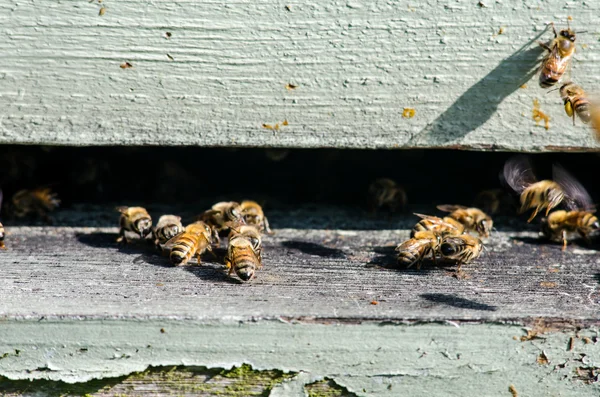 꿀벌 입력 그들의 하이브의 클로즈업 — 스톡 사진