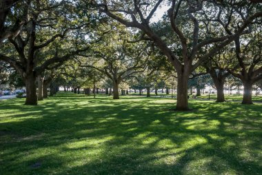 Beyaz nokta Bahçe Charleston Sc